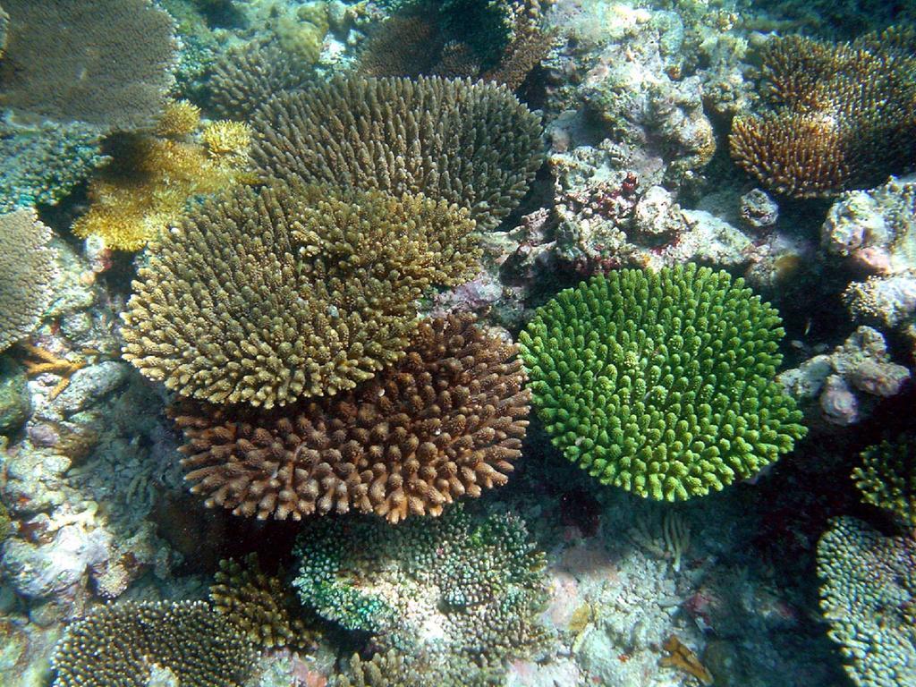 フェリドホー イン Feridhoo エクステリア 写真
