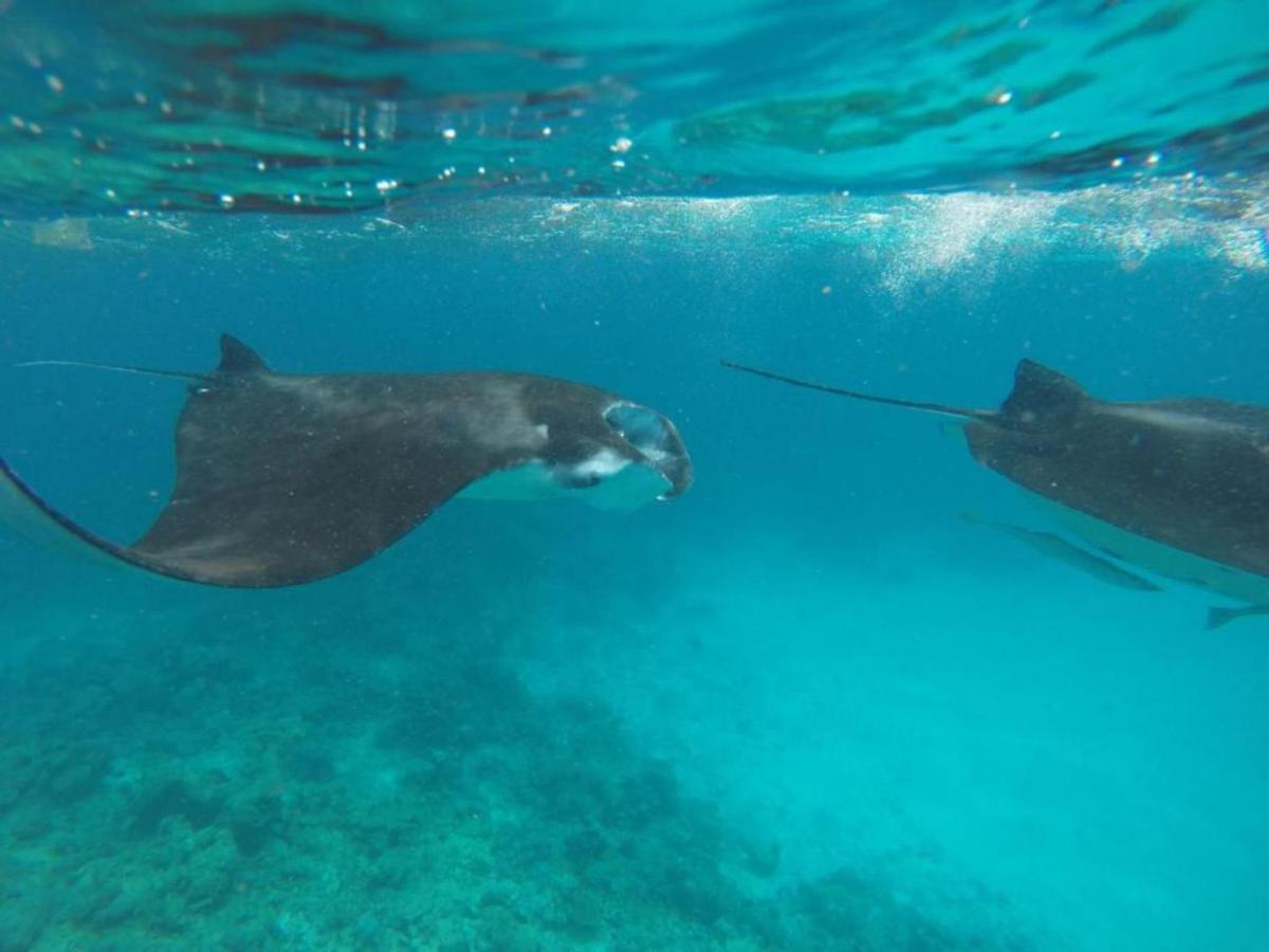 フェリドホー イン Feridhoo エクステリア 写真